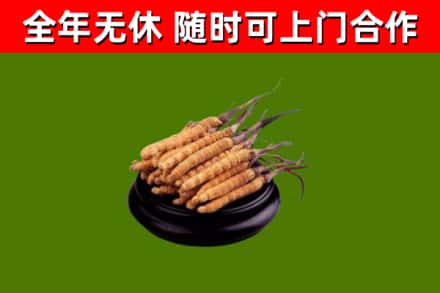 泌阳回收散虫草