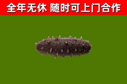 泌阳回收海参干